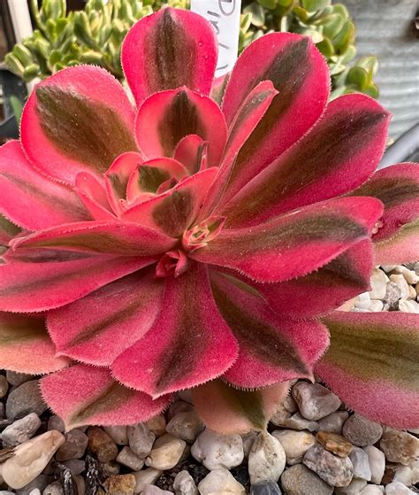 The Pink Witch Succulent: A Unique Addition to any Garden